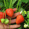 Земляника садовая Кристина