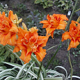 Лилейник гибридный Fulva Kwanso variegata Лилейник гибридный Fulva Kwanso variegata