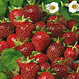Земляника садовая Белорусочка