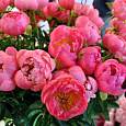 Пион травянистый Корал Сансет