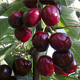 Черешня Оленька
