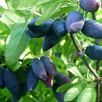 Жимолость съедобная Лазурная