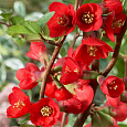 Айва (Хеномелес) превосходная Texas Scarlet