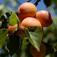 Абрикос обыкновенный Алеша