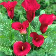 Калла гибридная Red Majesty Калла гибридная Red Majesty