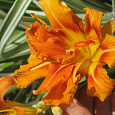 Лилейник гибридный Fulva Kwanso variegata Лилейник гибридный Fulva Kwanso variegata
