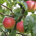 Яблоня Юбиляр Яблоня Юбиляр