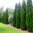 Можжевельник китайский Спартан