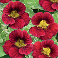 Настурция низкорослая Аляска скарлет