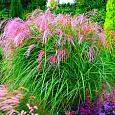 Мискантус китайский Flamingo