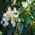 Гортензия плетистая Гортензия плетистая