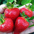 Земляника садовая Дали Земляника садовая Дали