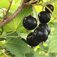 Смородина черная Подарок Кузиору Смородина черная Подарок Кузиору