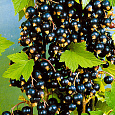 Смородина черная Экзотика Смородина черная Экзотика