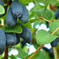 Жимолость съедобная Камчадалка