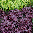 Гейхера Гибридная Midnight ruffles