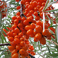 Облепиха Джемовая