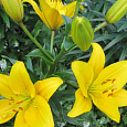 Лилия азиатская Мона