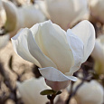  Магнолия обнаженная Юлан