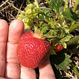 Земляника садовая Альбион