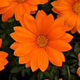 Газания (Гацания) Clear Orange