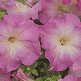 Петуния грандифлора Тритуния Пинк