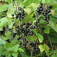 Смородина черная Багира Смородина черная Багира