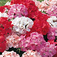Пеларгония зональная Колорама Пеларгония зональная Колорама