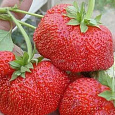 Земляника садовая Богота Земляника садовая Богота
