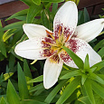 Лилия азиатская Трайбал Кисс