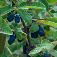 Жимолость съедобная Blue Velvet