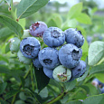 Голубика садовая Bluetta