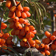 Облепиха Алтайская