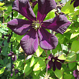 Клематис крупноцветковый Романтика Клематис крупноцветковый Романтика