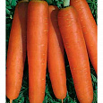 Морковь  Нанская улучшенная Морковь  Нанская улучшенная