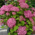 Гортензия древовидная Pink Annabelle