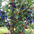 Жимолость съедобная Войтек
