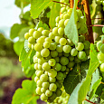 Виноград плодовый Августин