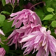 Клематис Pink Dream