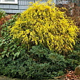 Кипарисовик горохоплодный Filifera Aurea Кипарисовик горохоплодный Filifera Aurea
