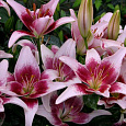 Лилия азиатская Танго Строберри энд Крим