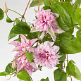 Клематис (Ломонос) гибридный Pink passion Клематис (Ломонос) гибридный Pink passion