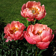Пион травянистый Корал Чарм