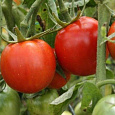 Томат Москвич