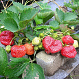 Земляника садовая Богема Земляника садовая Богема
