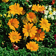 Газания (Гацания) Clear Orange