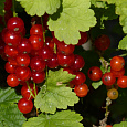 Смородина красная Уральский сувенир Смородина красная Уральский сувенир