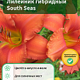 Лилейник гибридный South Seas